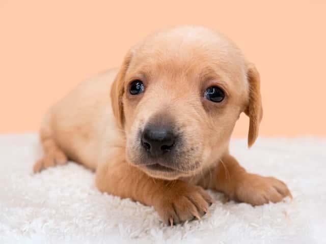 Winter Litter 2026