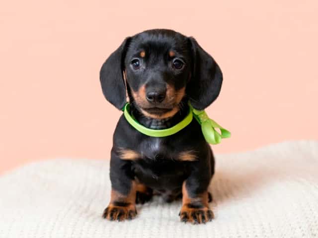 Winter Litter 2026